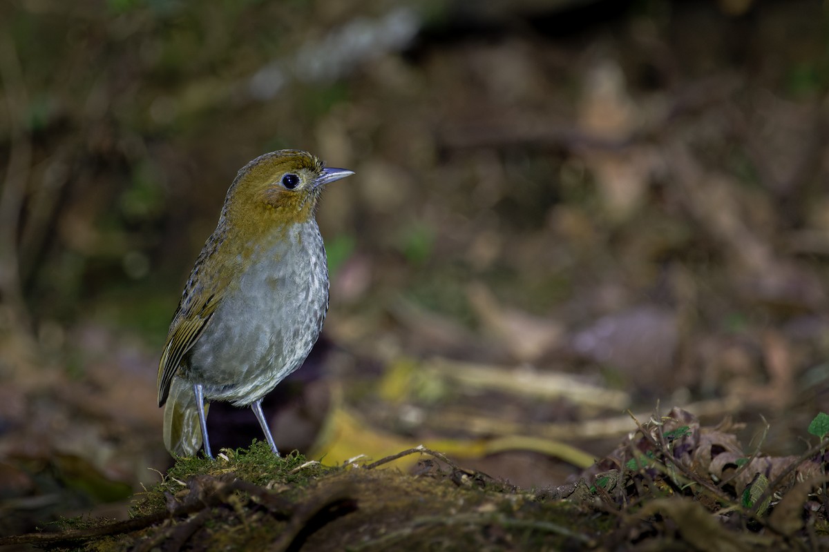 Urrao Antpitta - ML641929308