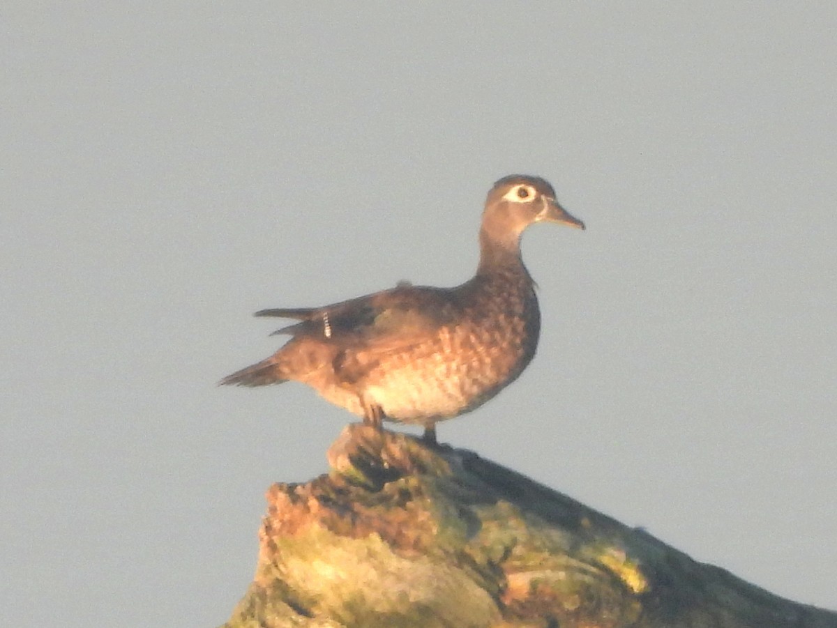 Canard branchu - ML641929317