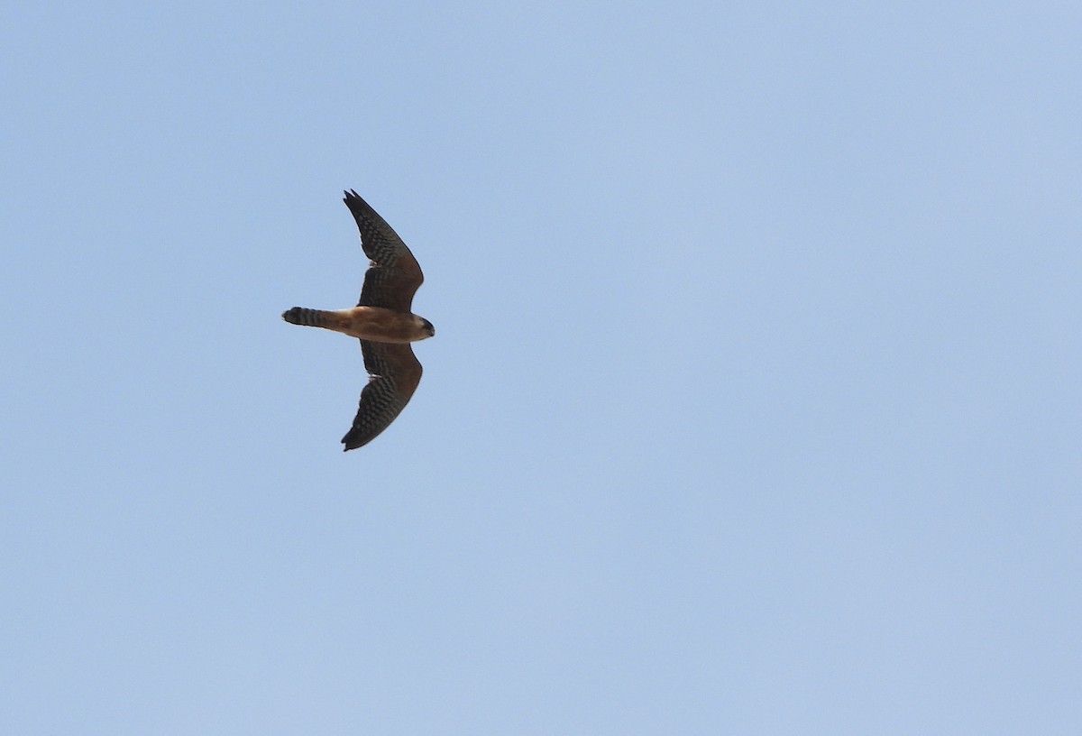 Red-footed Falcon - ML641929331