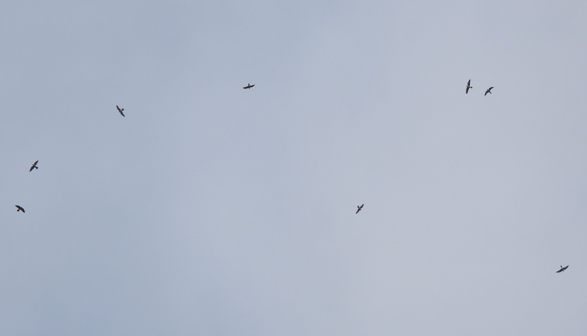 Red-footed Falcon - ML641929333
