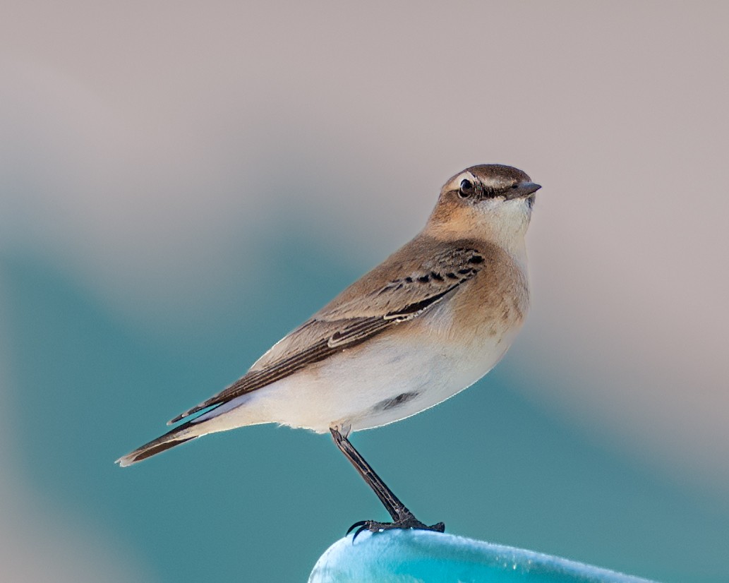 Northern Wheatear - ML641929342