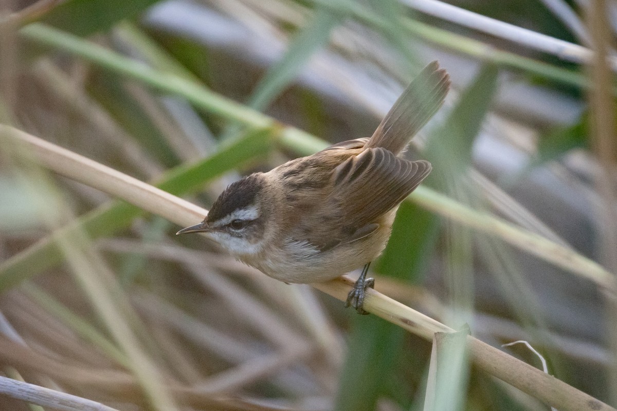 Moustached Warbler - ML641929364