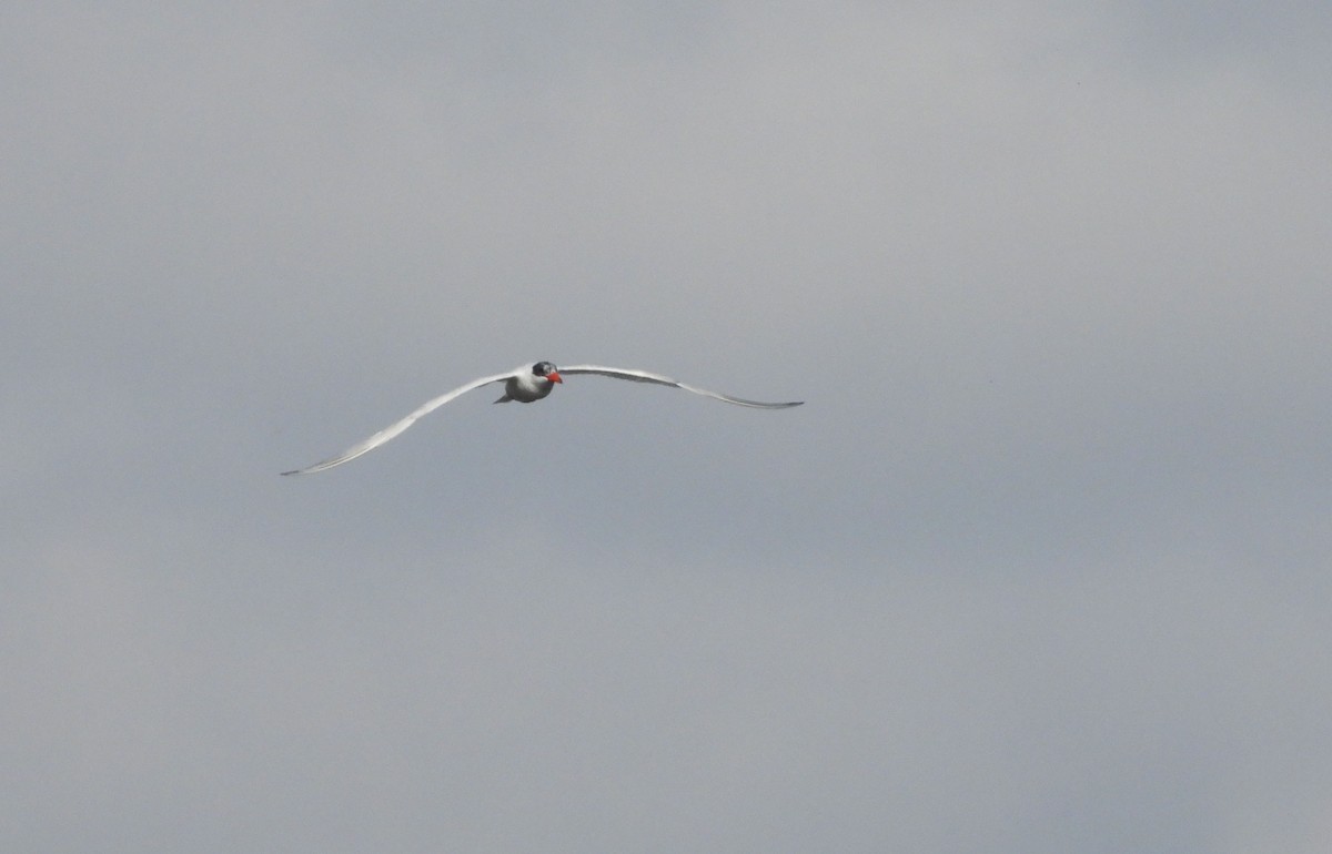 Caspian Tern - ML641929369