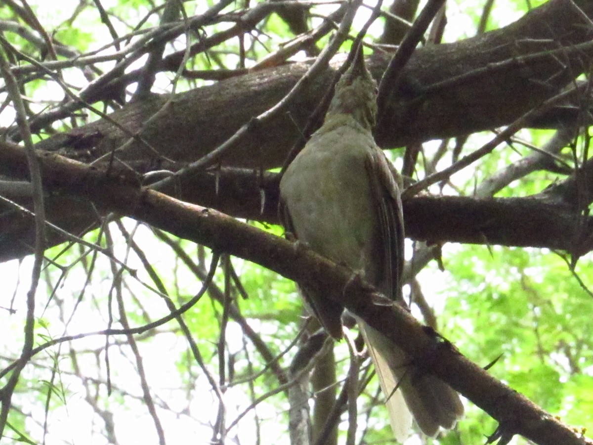 Pale-breasted Thrush - ML641929392