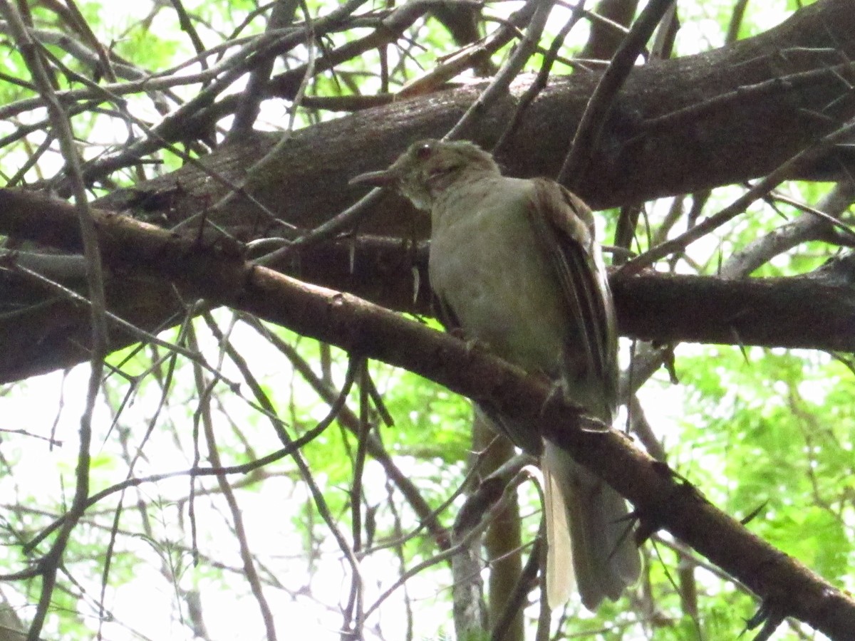 Pale-breasted Thrush - ML641929393