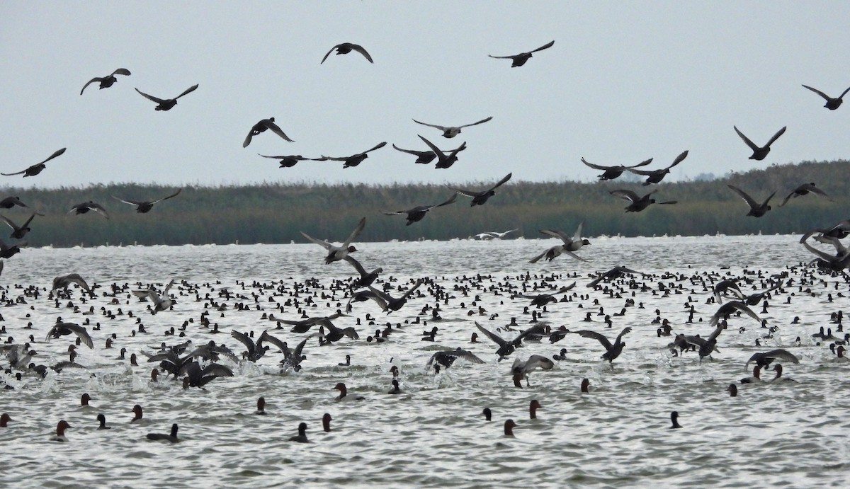 Eurasian Coot - ML641929394