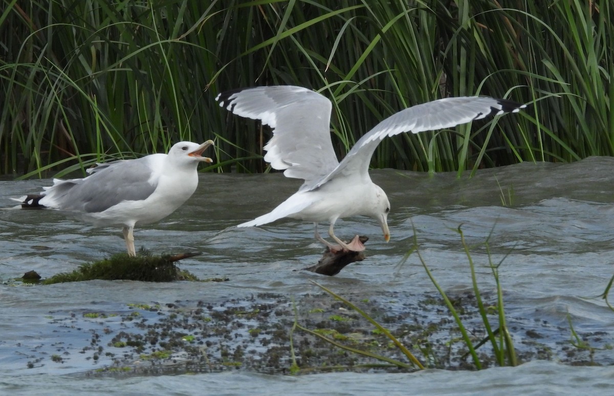 Caspian Gull - ML641929402