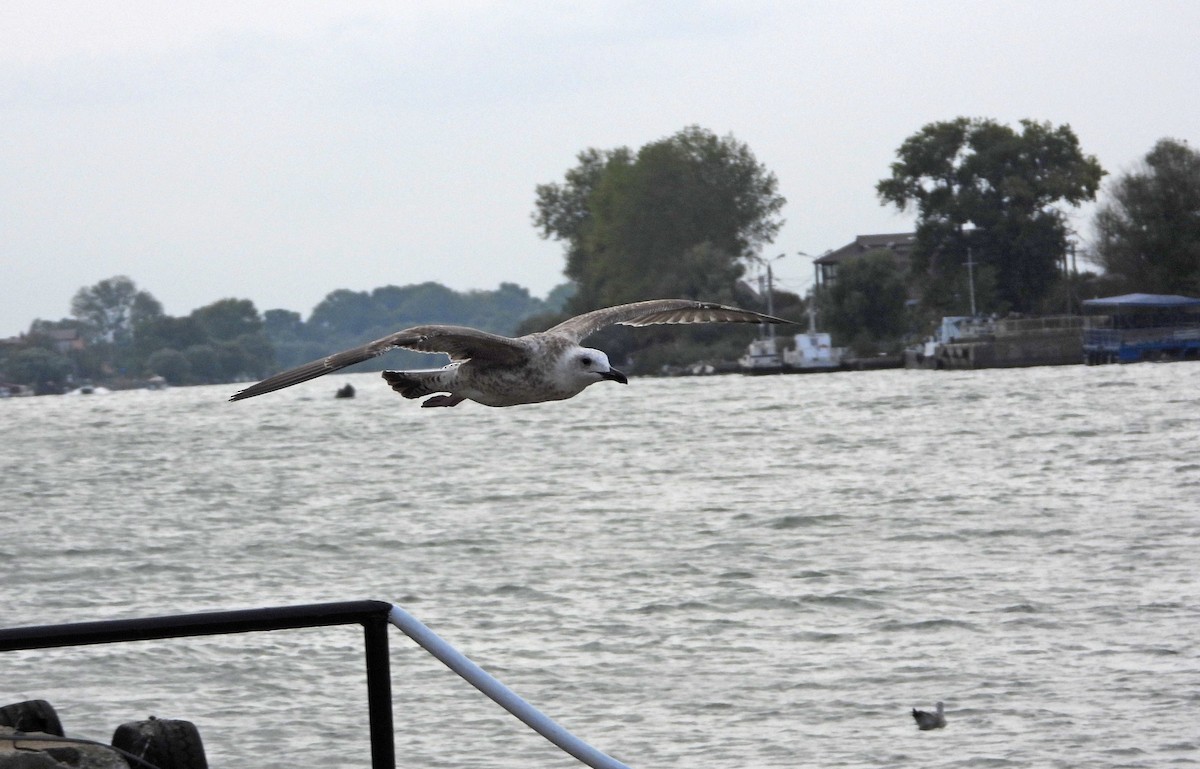 Caspian Gull - ML641929403