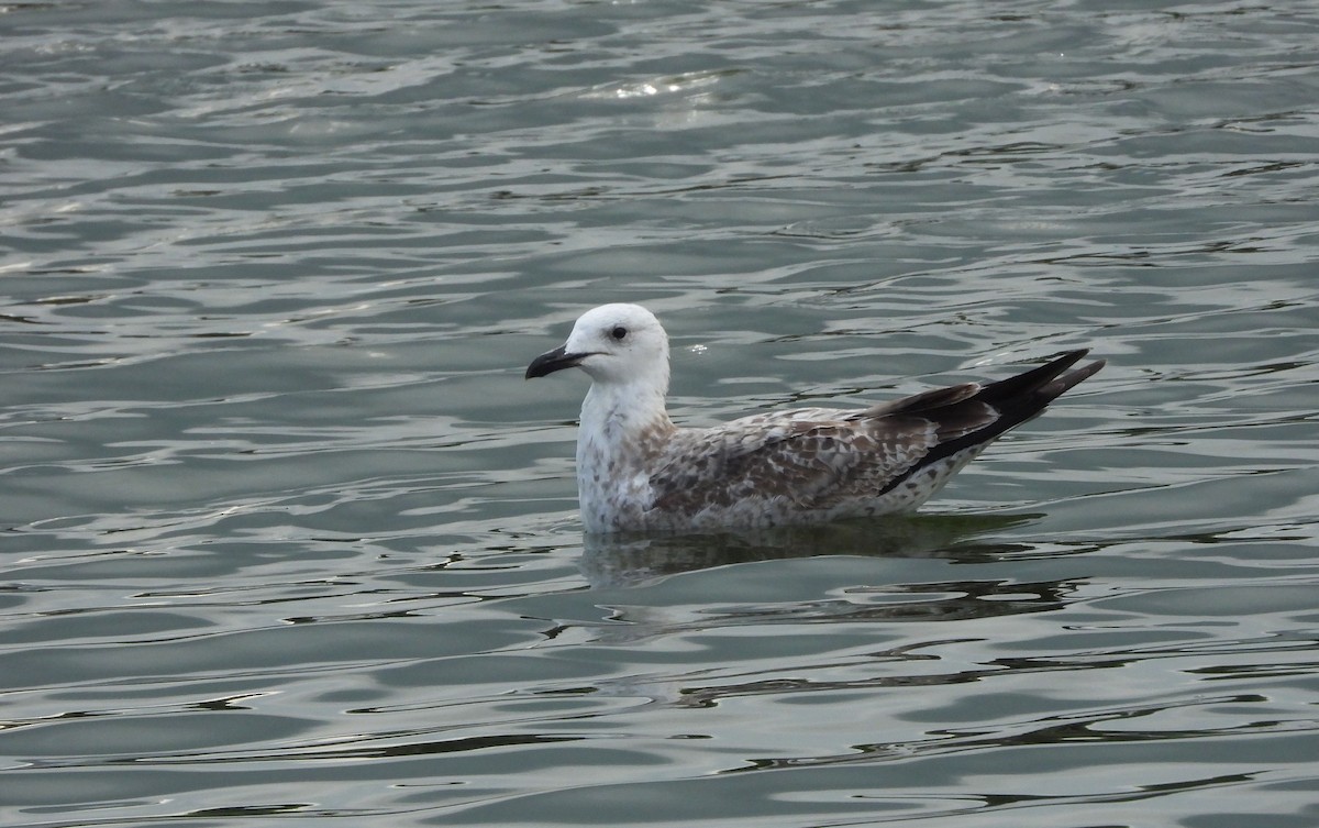 Caspian Gull - ML641929404