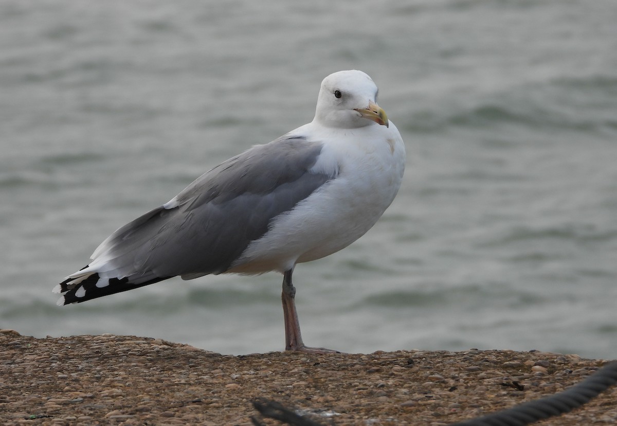 Caspian Gull - ML641929405