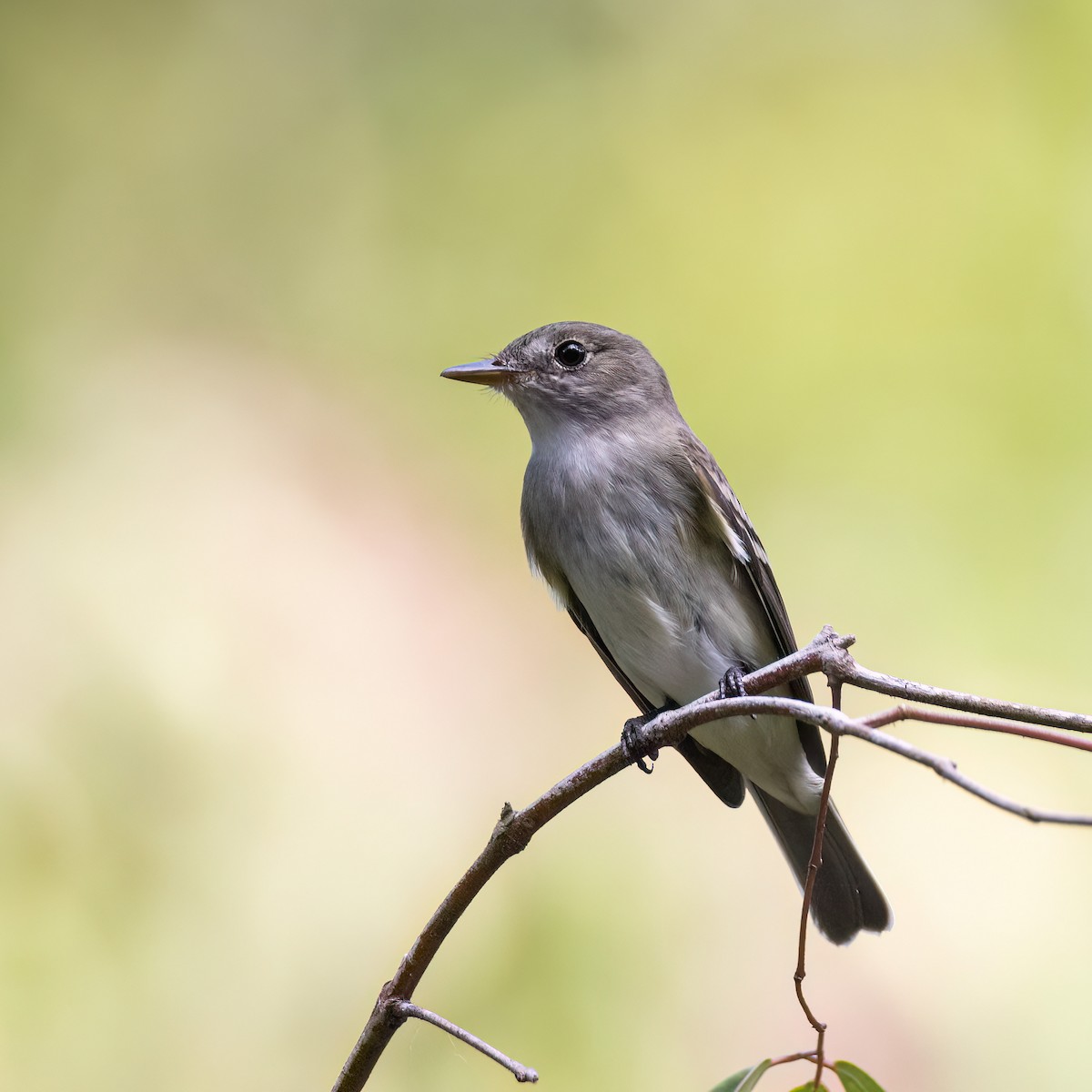 Eastern Wood-Pewee - ML641929411