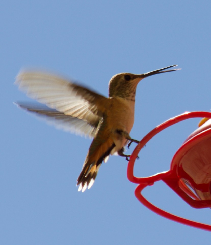 Rufous Hummingbird - ML641929412
