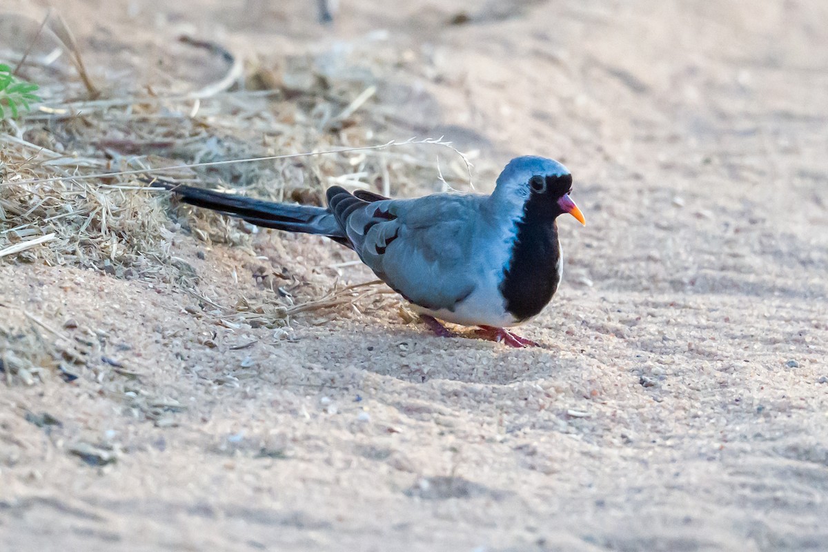 Namaqua Dove - ML641929429