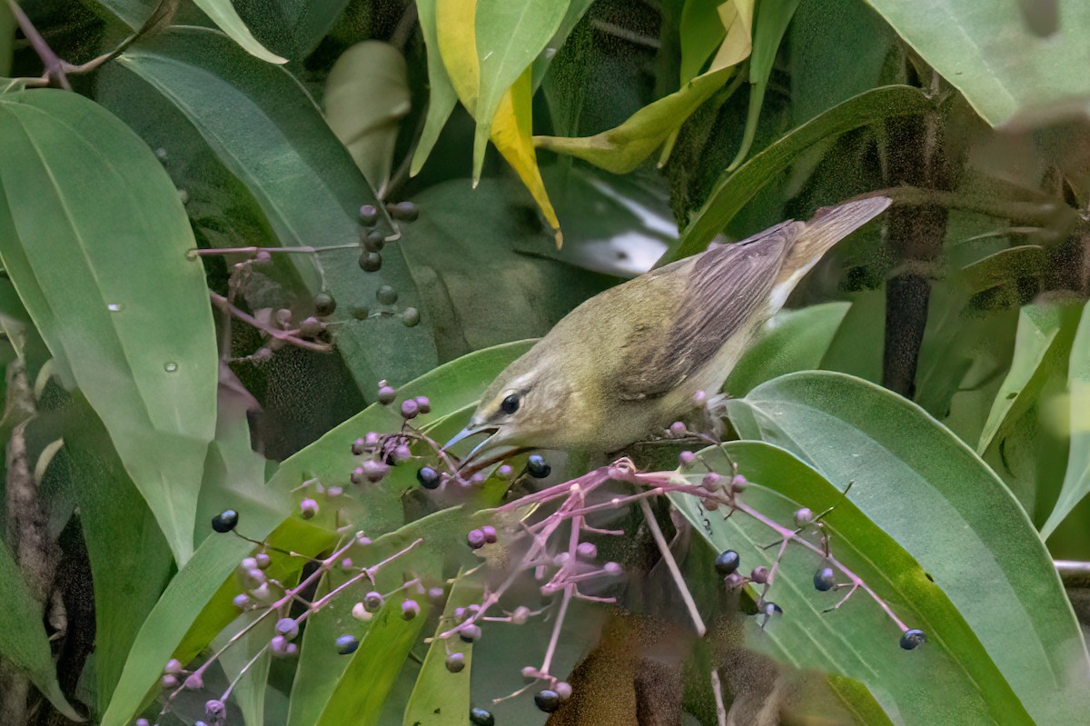 Tennessee Warbler - ML641929431