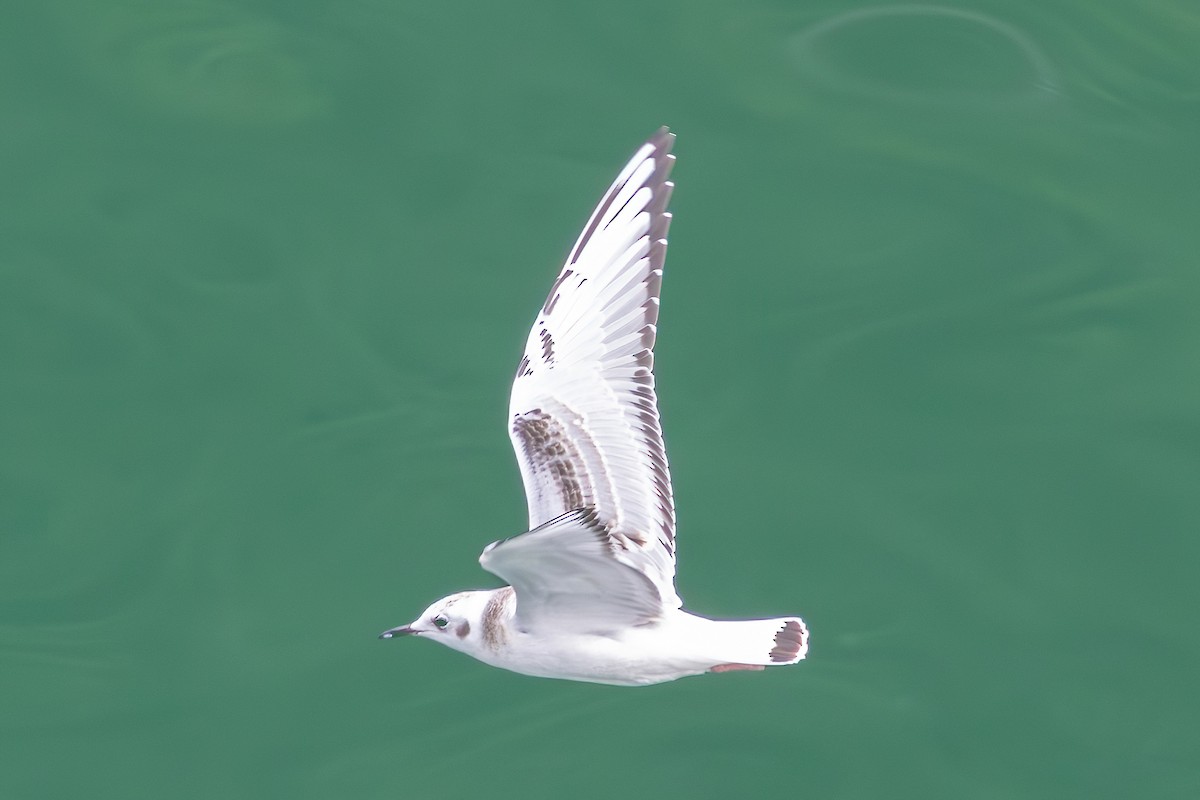 Gaviota de Bonaparte - ML641929432