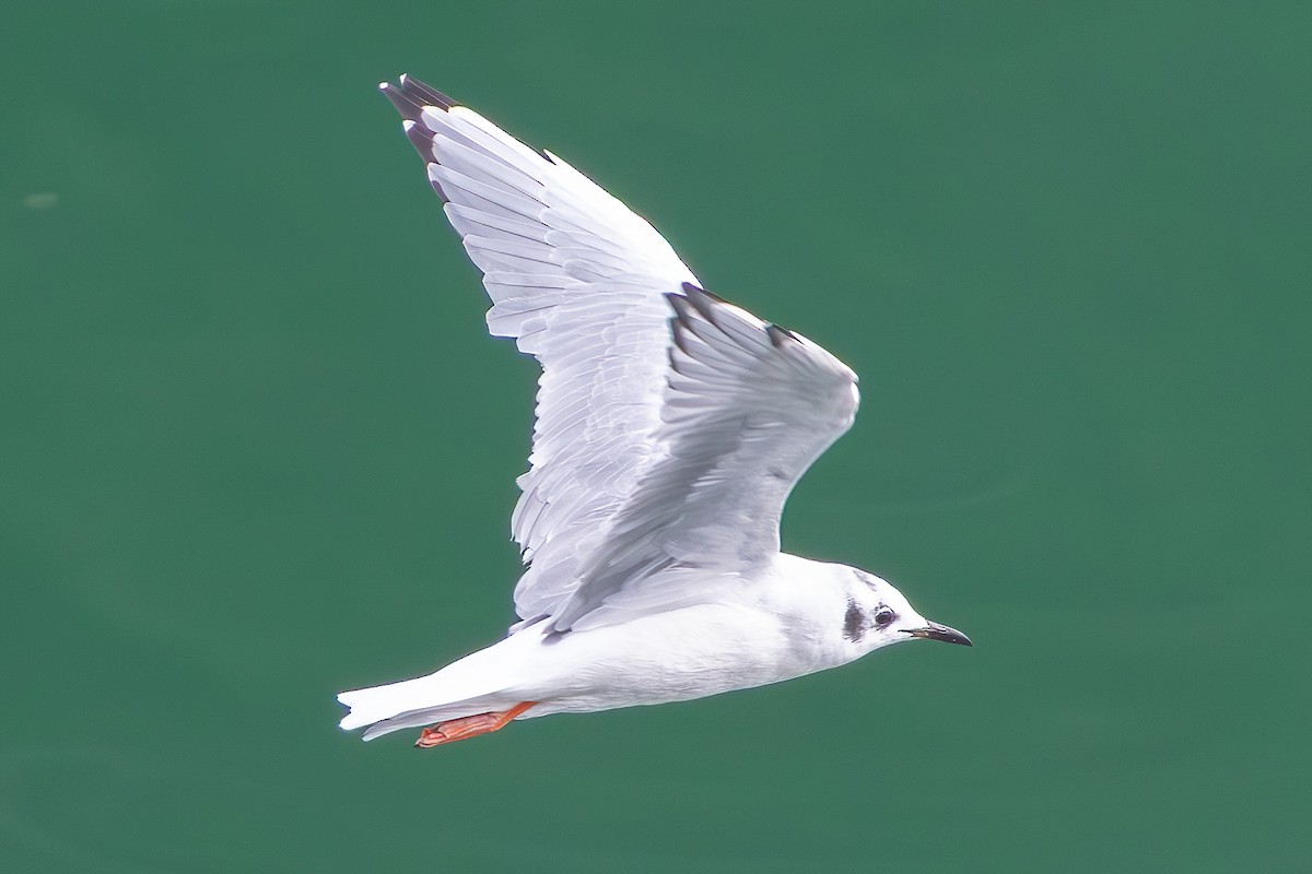 Gaviota de Bonaparte - ML641929433