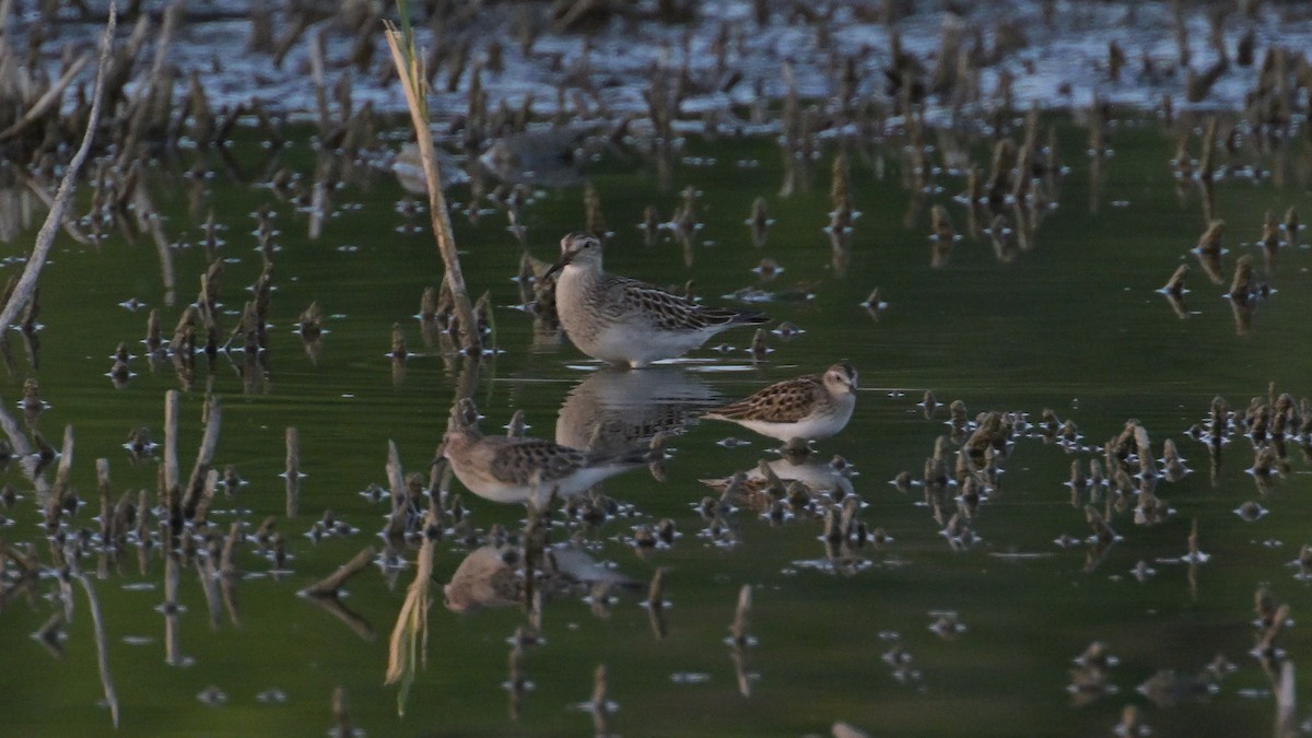 Pectoral Sandpiper - ML641929475