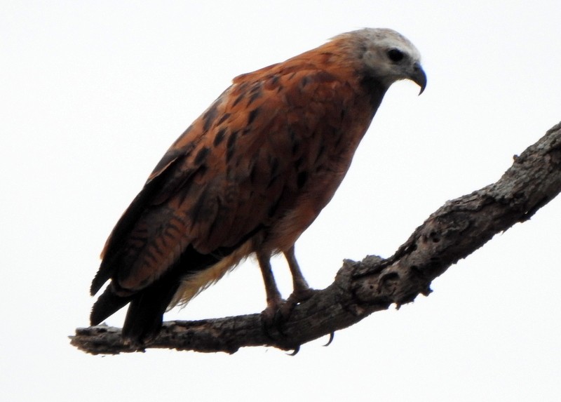Black-collared Hawk - ML641929477