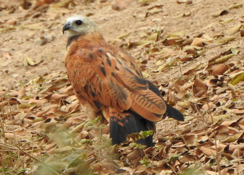 Black-collared Hawk - ML641929478