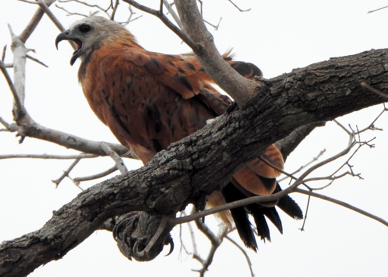 Black-collared Hawk - ML641929479