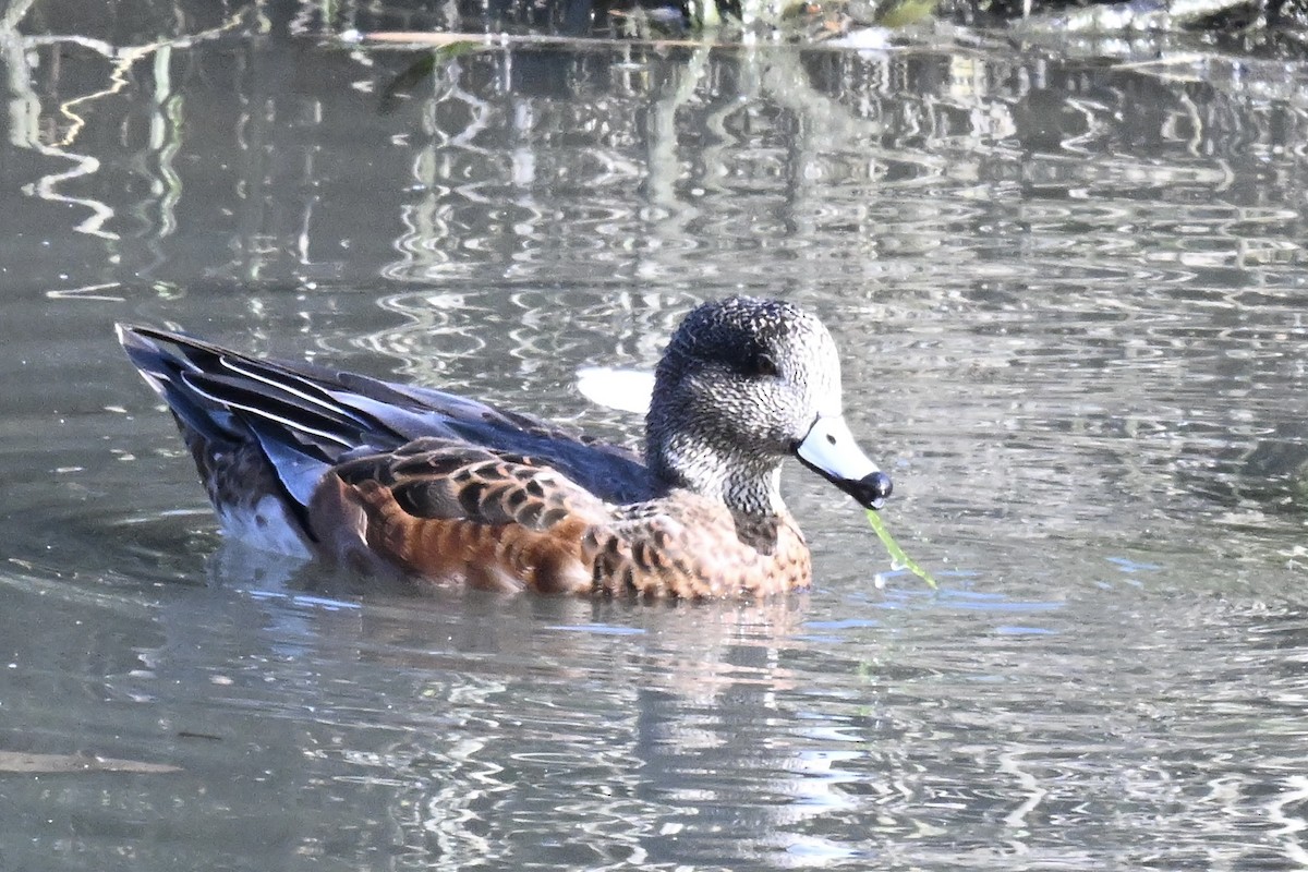 American Wigeon - ML641929488