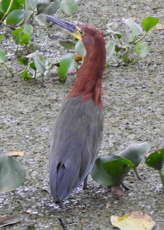 Rufescent Tiger-Heron - ML641929493