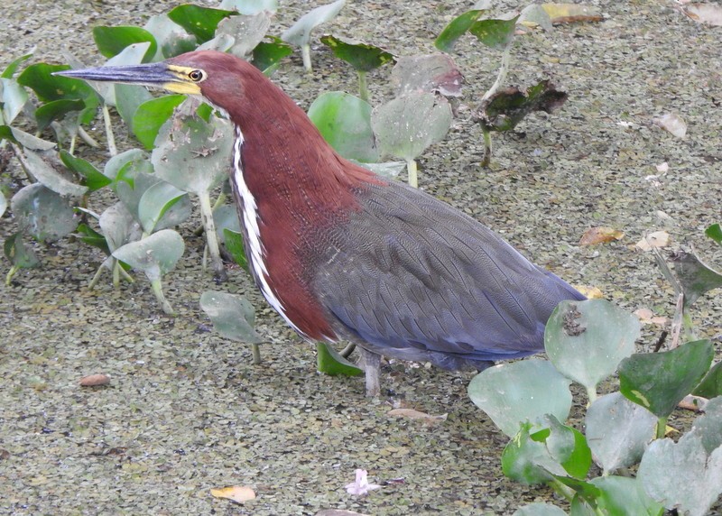 Rufescent Tiger-Heron - ML641929494