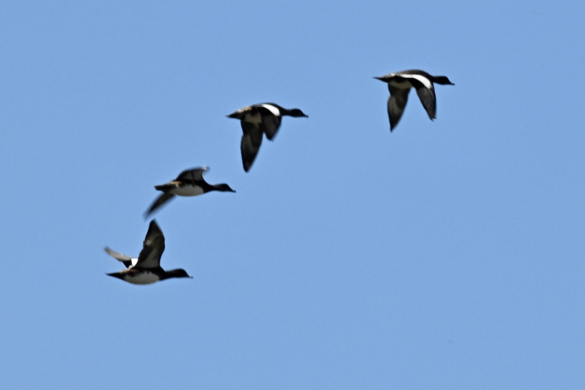 American Wigeon - ML641929500