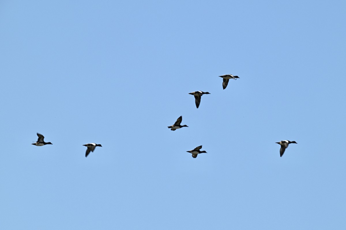 American Wigeon - ML641929503