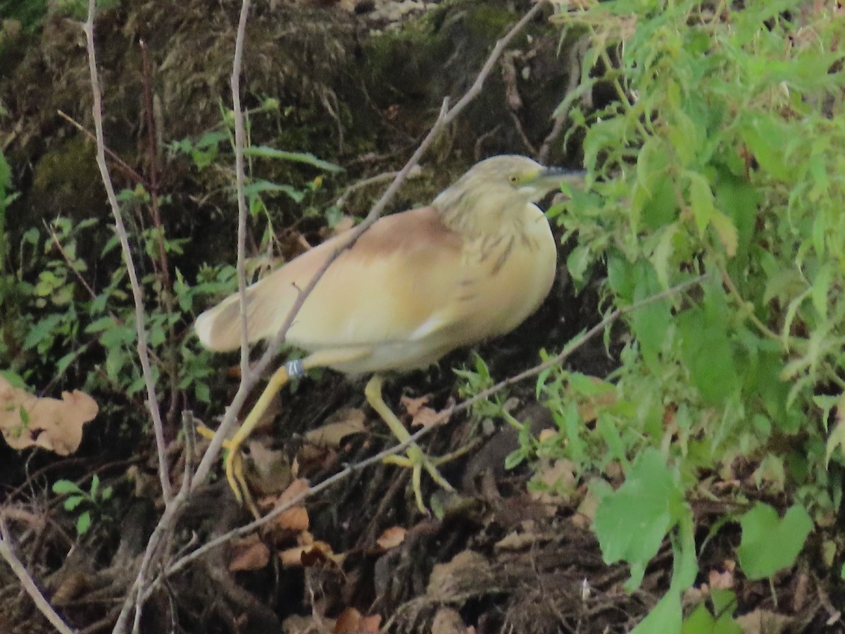 Squacco Heron - ML641929507