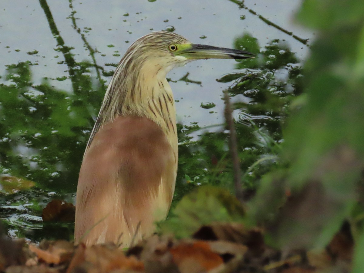Squacco Heron - ML641929513