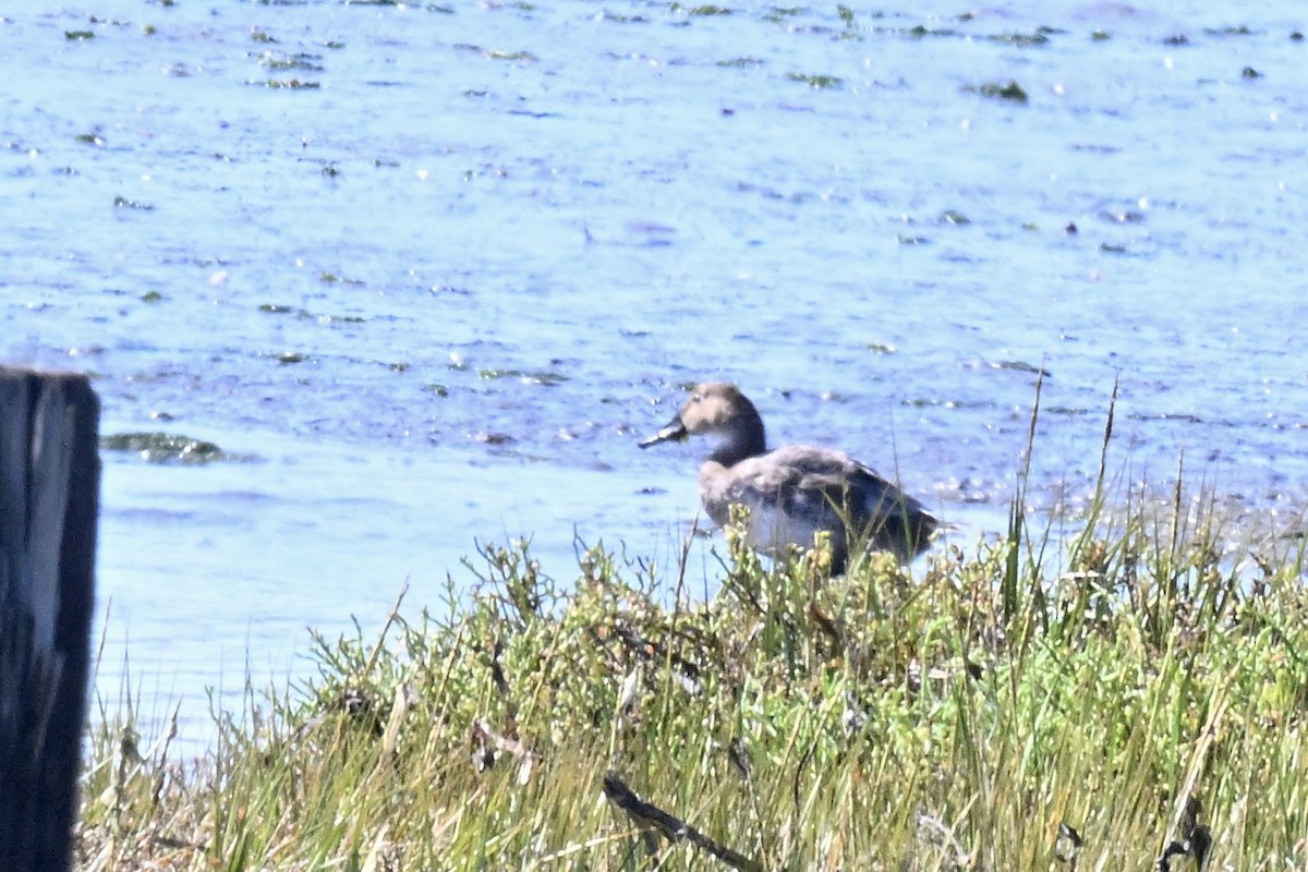 Canvasback - ML641929515
