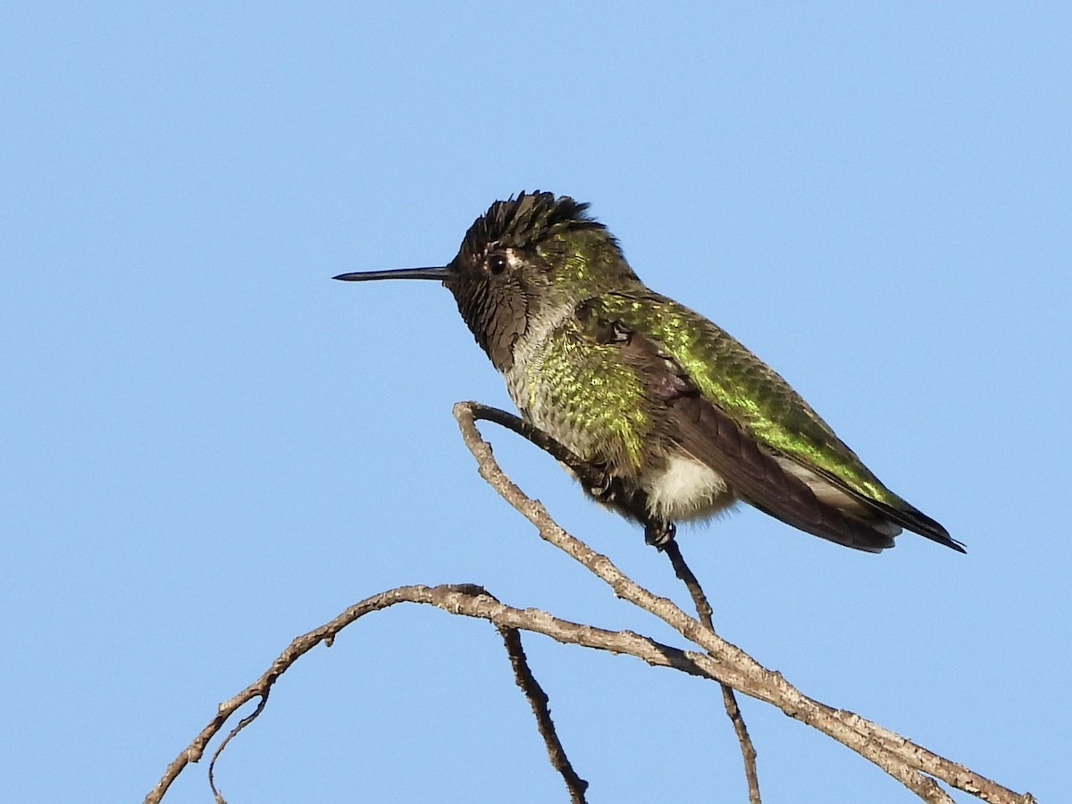Anna's Hummingbird - ML641929517