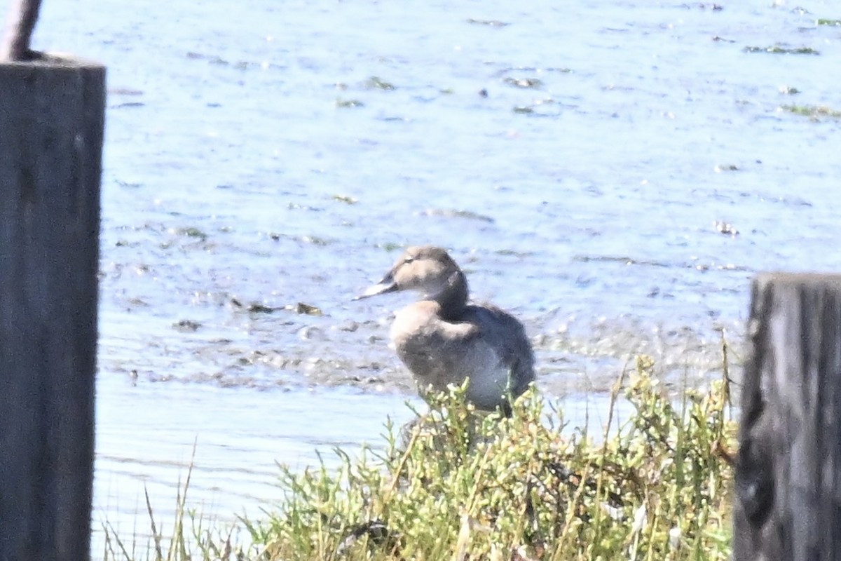 Canvasback - ML641929519