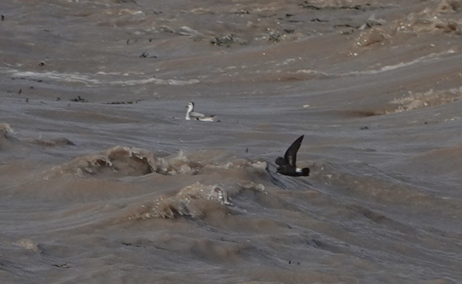 European Storm-Petrel - ML641929520