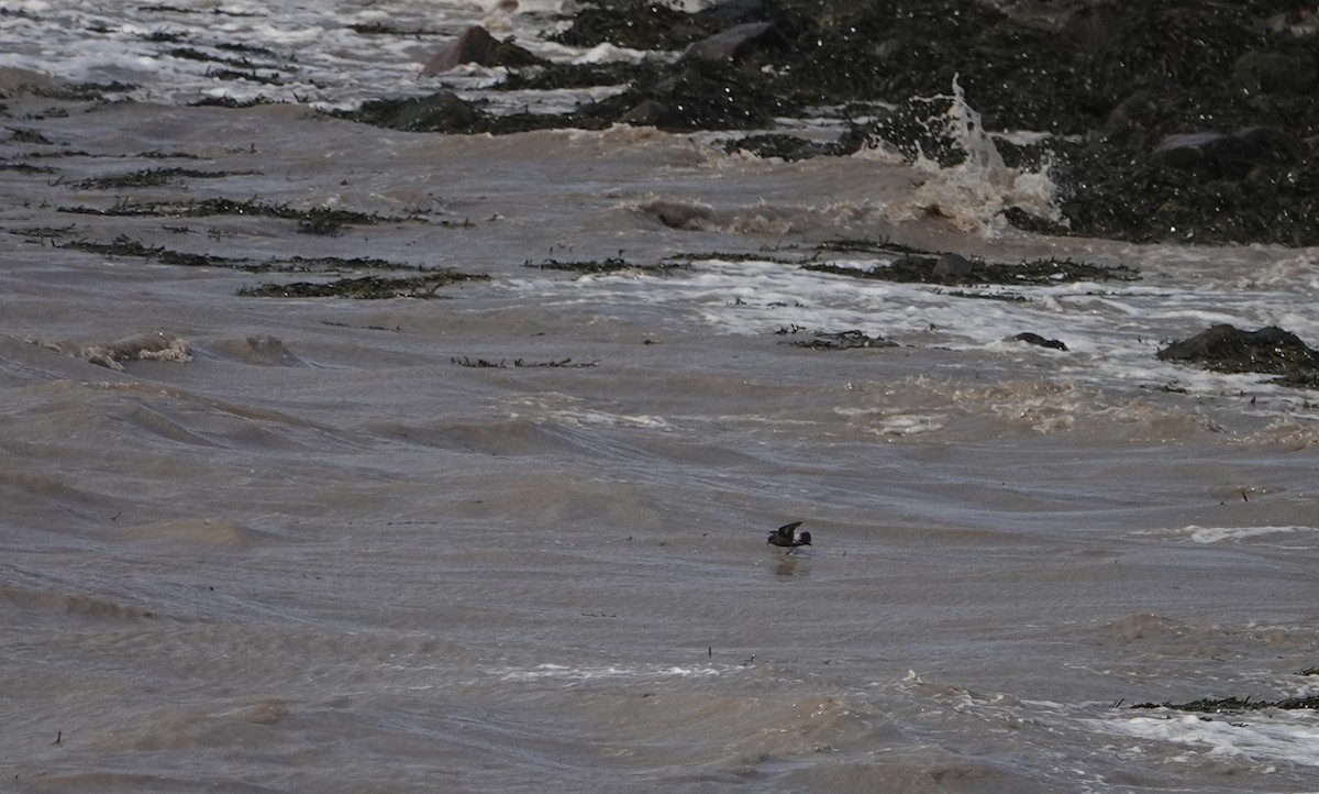 European Storm-Petrel - ML641929521