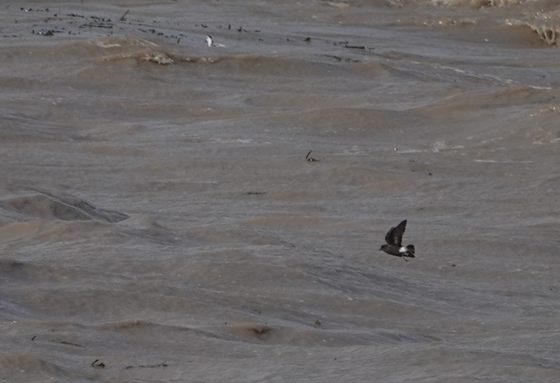 European Storm-Petrel - ML641929522