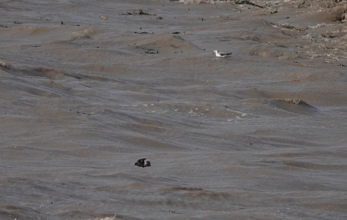 European Storm-Petrel - ML641929523