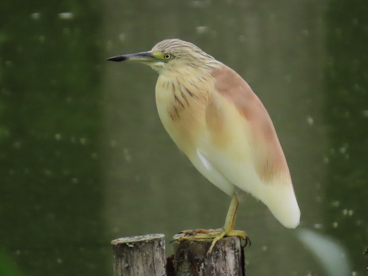 Squacco Heron - ML641929527
