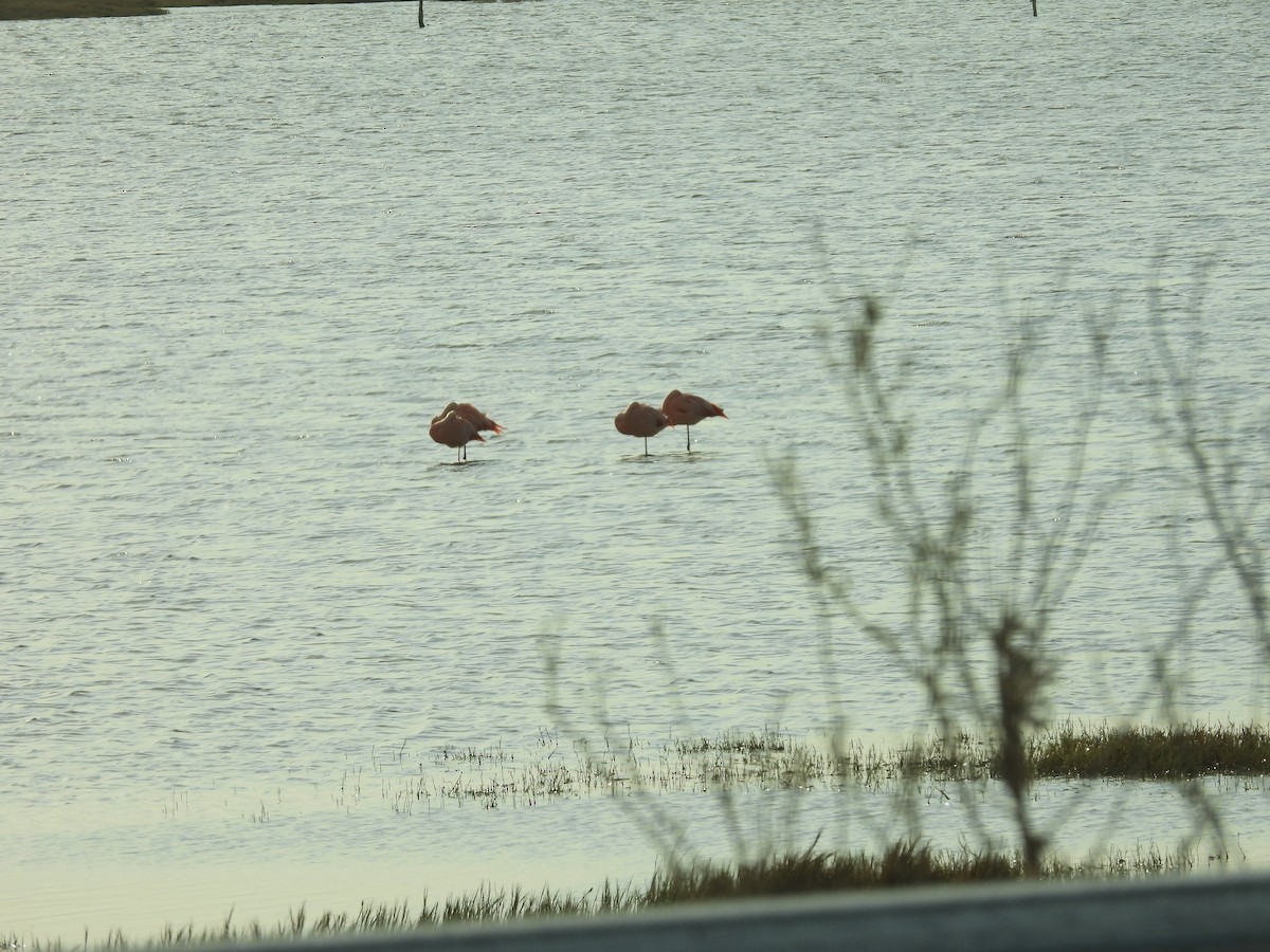 Chilean Flamingo - ML641929532