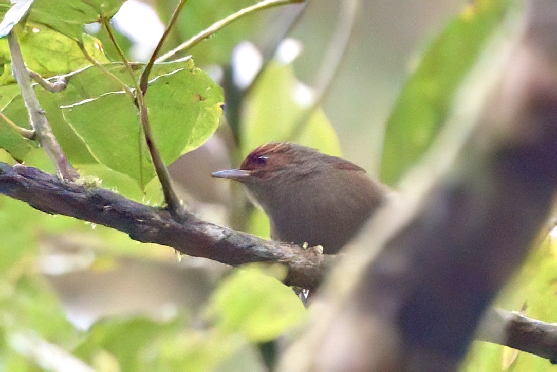 Red-faced Spinetail - ML641929535