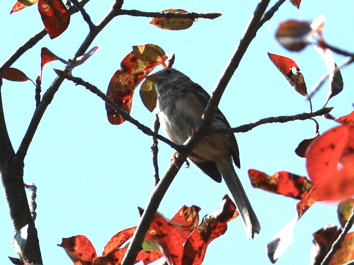 Field Sparrow - ML641929546