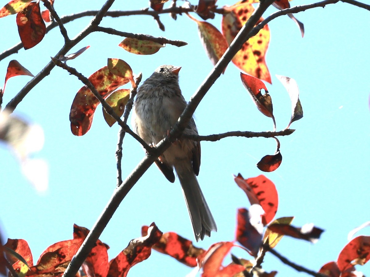 Field Sparrow - ML641929548