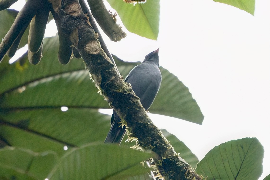 Black-faced Solitaire - ML641929552