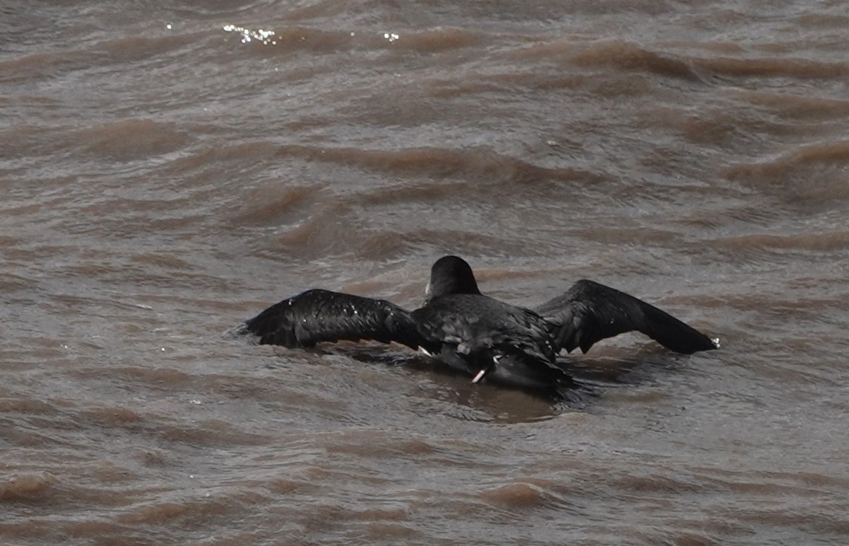 Manx Shearwater - ML641929557