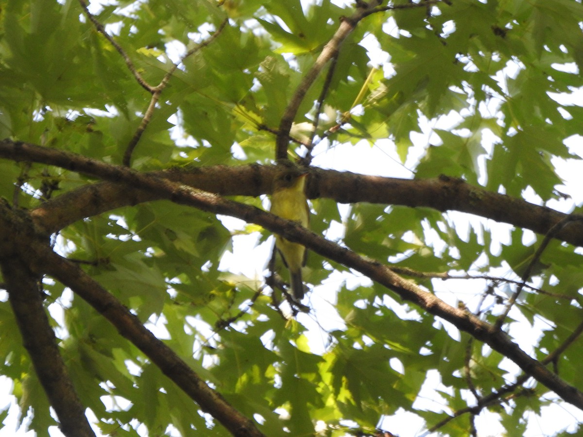 Yellow-bellied Flycatcher - ML641929559