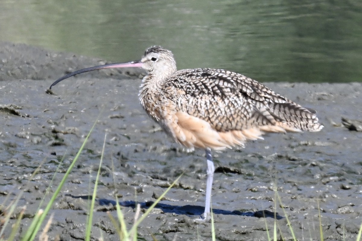 Long-billed Curlew - ML641929560