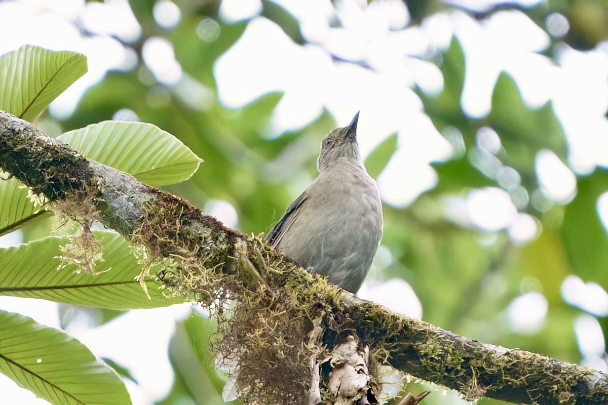 Mountain Thrush - ML641929562