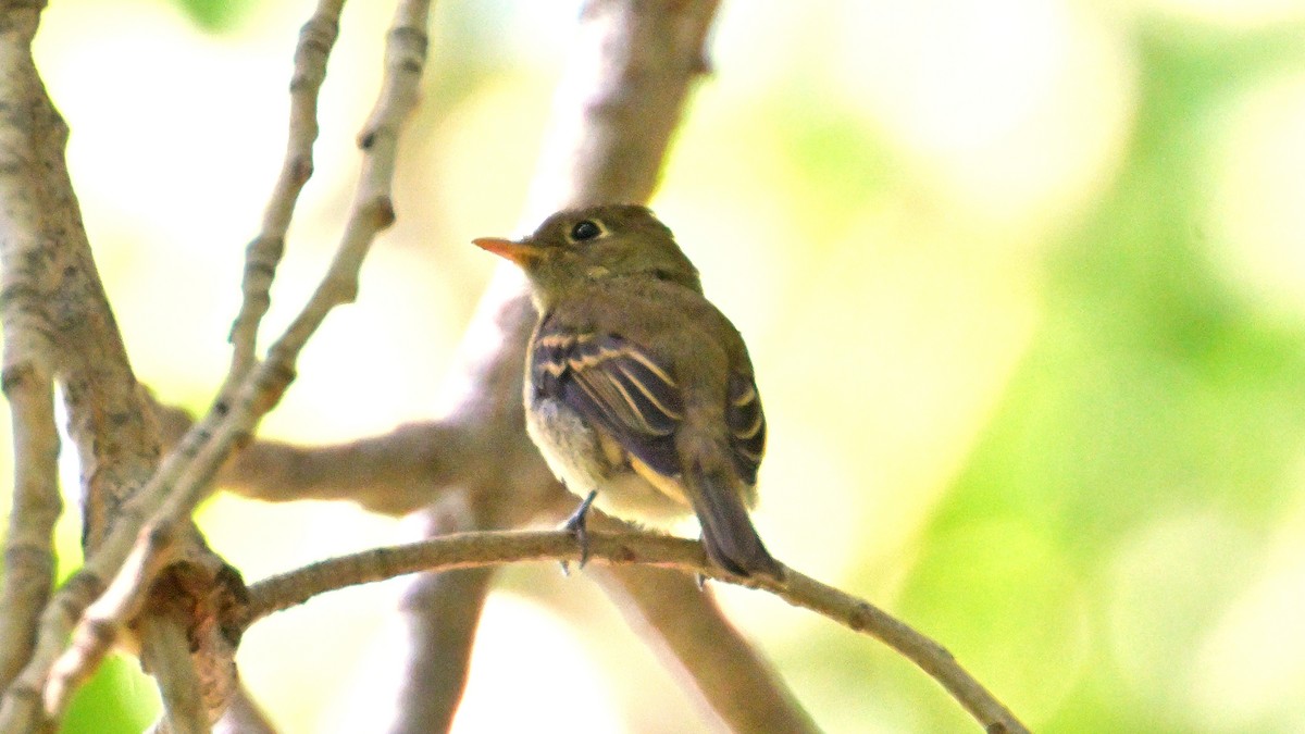 Western Flycatcher (Cordilleran) - ML641929568