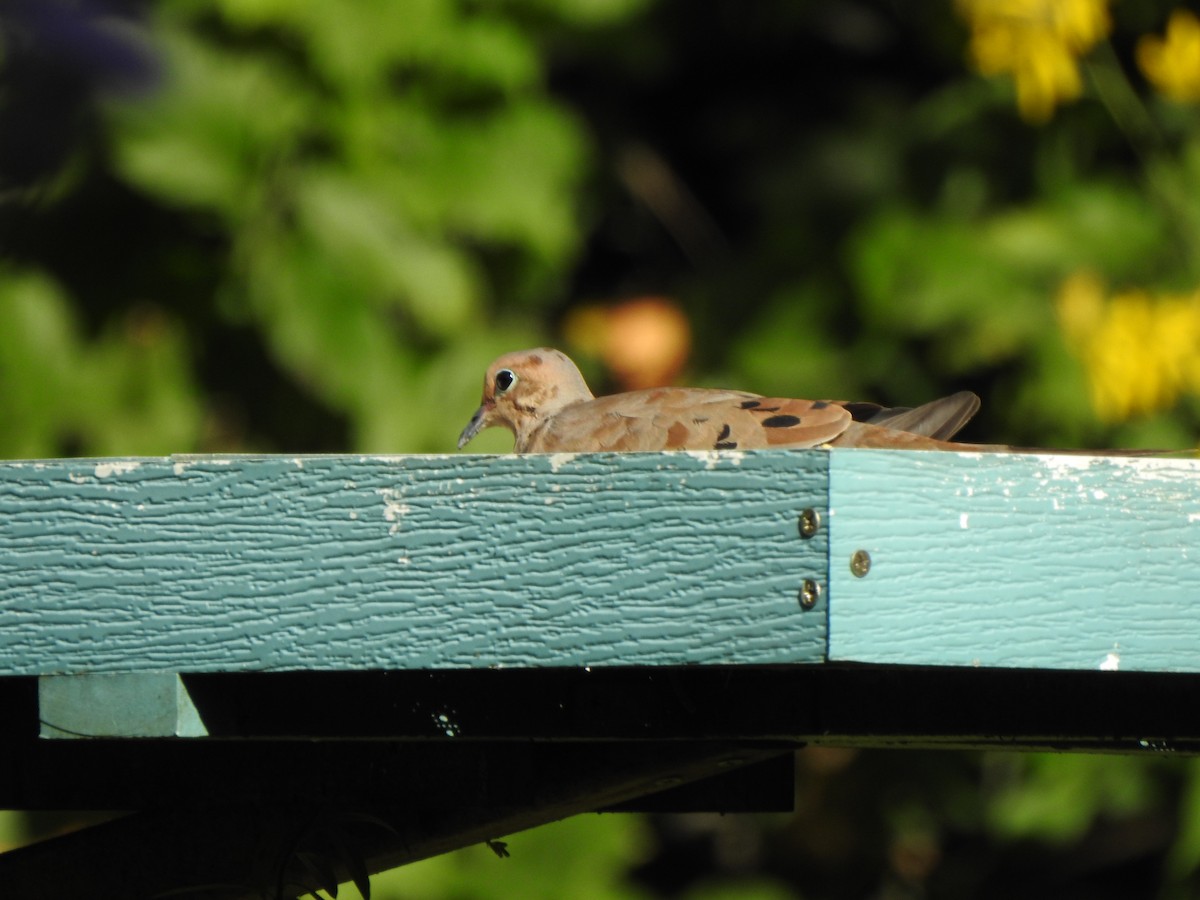Mourning Dove - ML641929577